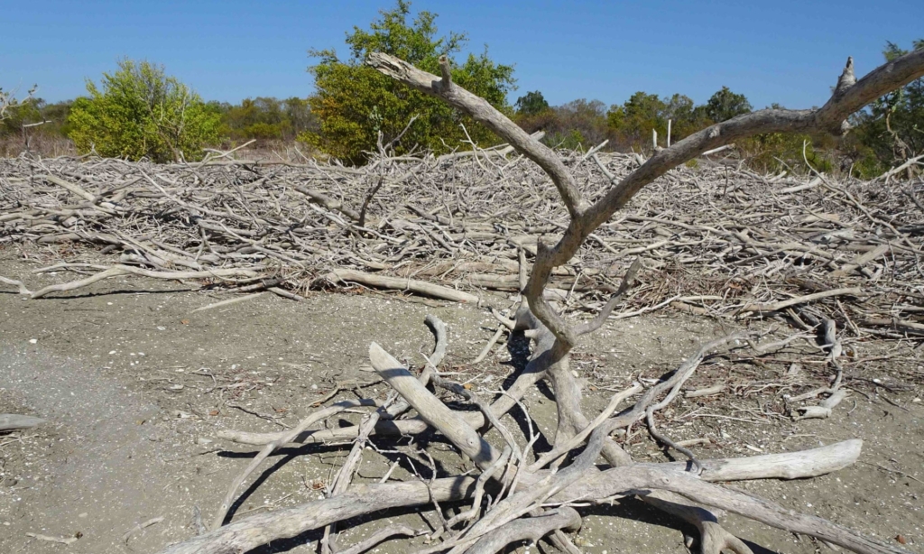 Piles of dead mangroves discovered in Australia’s Gulf of Carpentaria during a 2019 monitoring trip. A cascade of impacts including rising sea levels, heatwaves and back-to-back tropical cyclones has created 400km of dead and badly damaged mangroves in the Gulf of Carpentaria. Photo: Norman Duke
