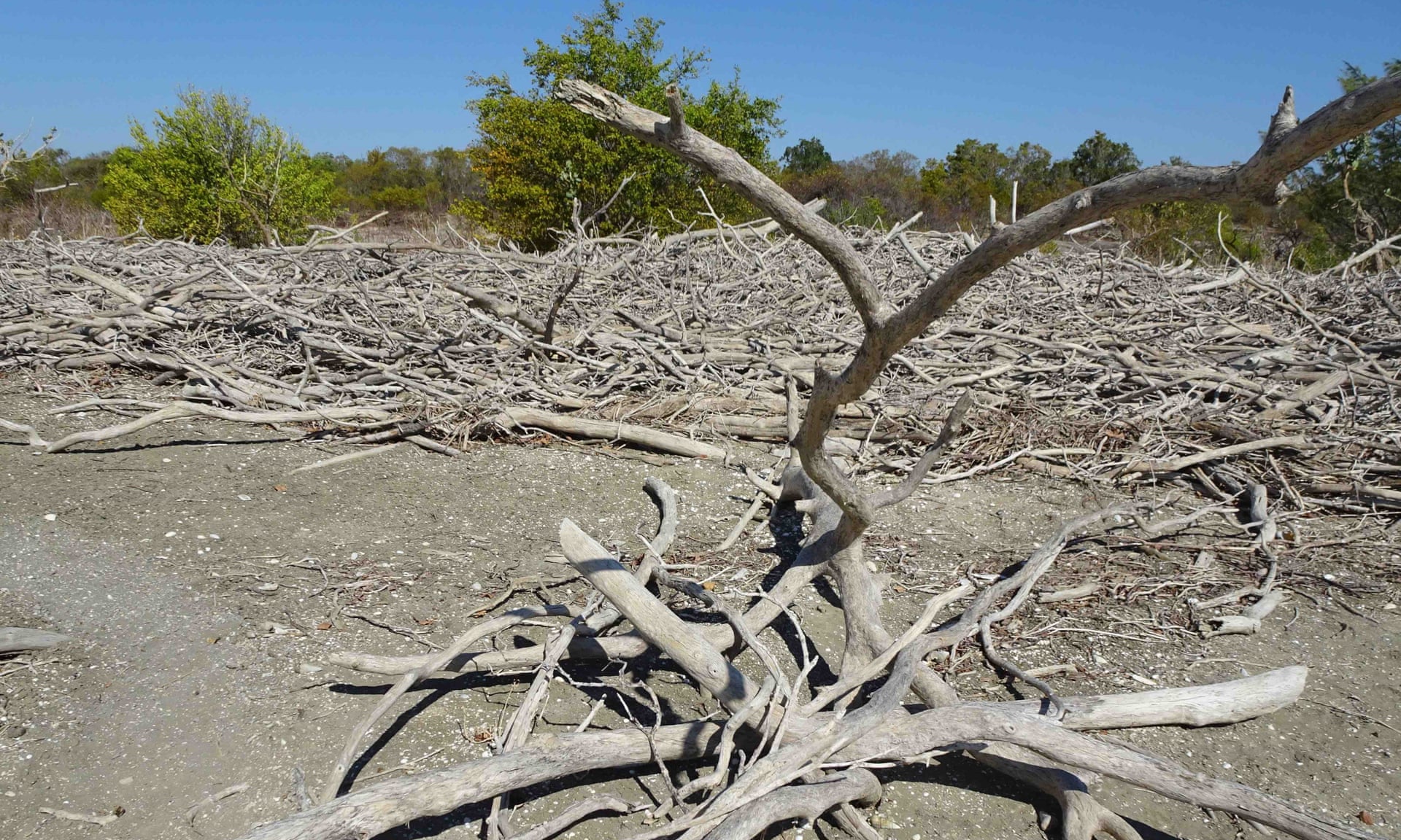 Shocked scientists find 400 km of dead and damaged mangroves in ...