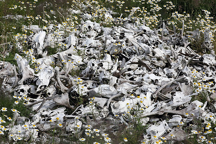 Skulls of wild reindeer piled by poachers in the Taymyr Peninsula in Siberia. Photo: WWF Russia / The Siberian Times