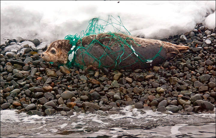 A spotted seal (Phoca largha) trapped in discarded fishing net in the Sea of Japan. Kilometers of nets thrown overboard monthly, junked by North Korean poachers, kill marine life in Russian waters. Photo: Igor Katin