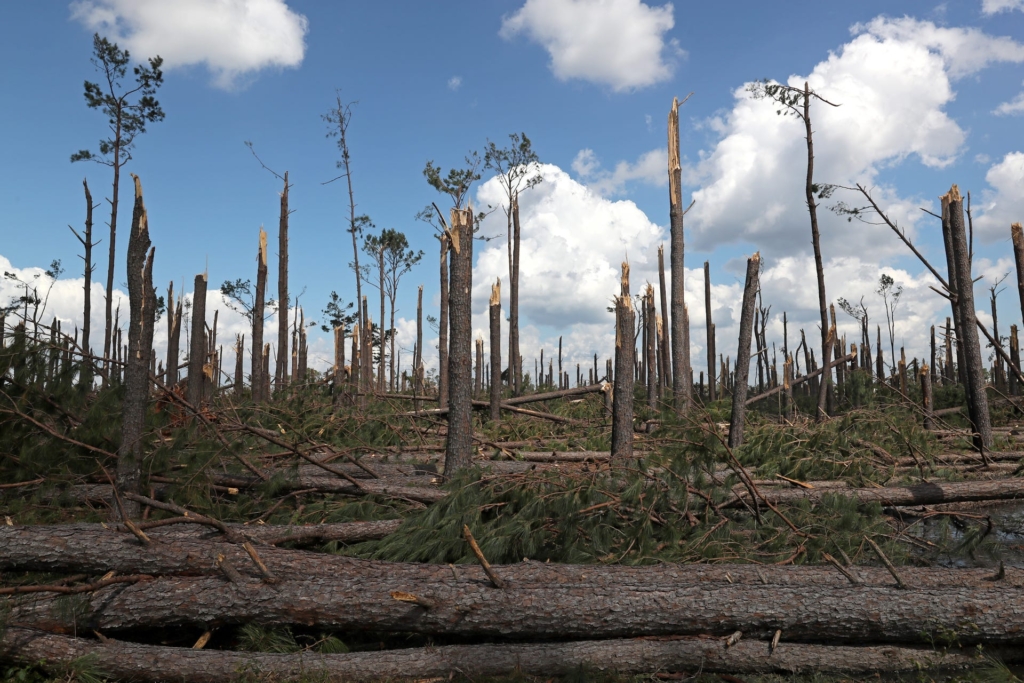 Trees are left broken in half on 15 October 2018 along Highway 90 between Chattahoochee and Sneads, Florida after the passage of Hurricane Michael. Photo: Tallahassee Democrat