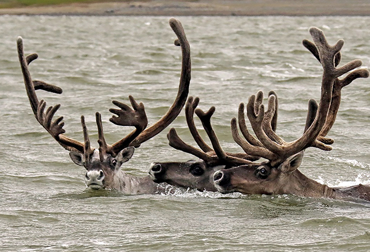 Wild reindeer cross a river in the Taymyr Peninsula in Siberia. More than 40,000 wild reindeer have perished since the last count in 2017, say scientists who returned from an expedition to the Taymyr Peninsula. Photo: Zapovedniki Taymyra / The Siberian Times
