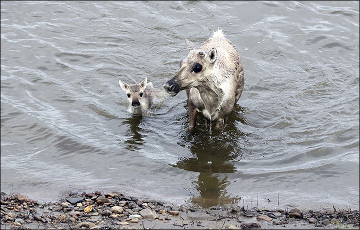 Wild reindeer doe and fawn cross a river in the Taymyr Peninsula in Siberia. More than 40,000 wild reindeer have perished since the last count in 2017, say scientists who returned from an expedition to the Taymyr Peninsula. Photo: Zapovedniki Taymyra / The Siberian Times
