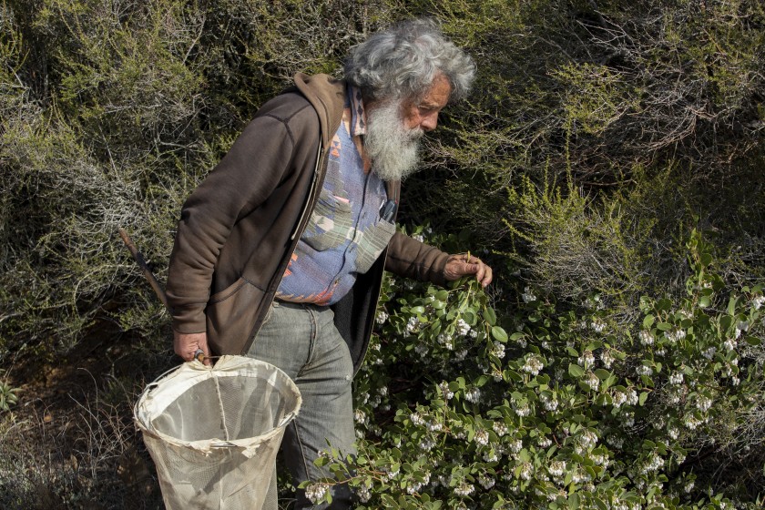 Art Shapiro, professor of evolution and ecology at UC Davis, wanders Gates Canyon near Vacaville, California, looking for butterflies. In the last 47 years, Shapiro has gotten to know many of the locals at his butterfly study sites, thanks to his frequent trips and affinity for cold beers in dark bars. Photo: Brian van der Brug / Los Angeles Times