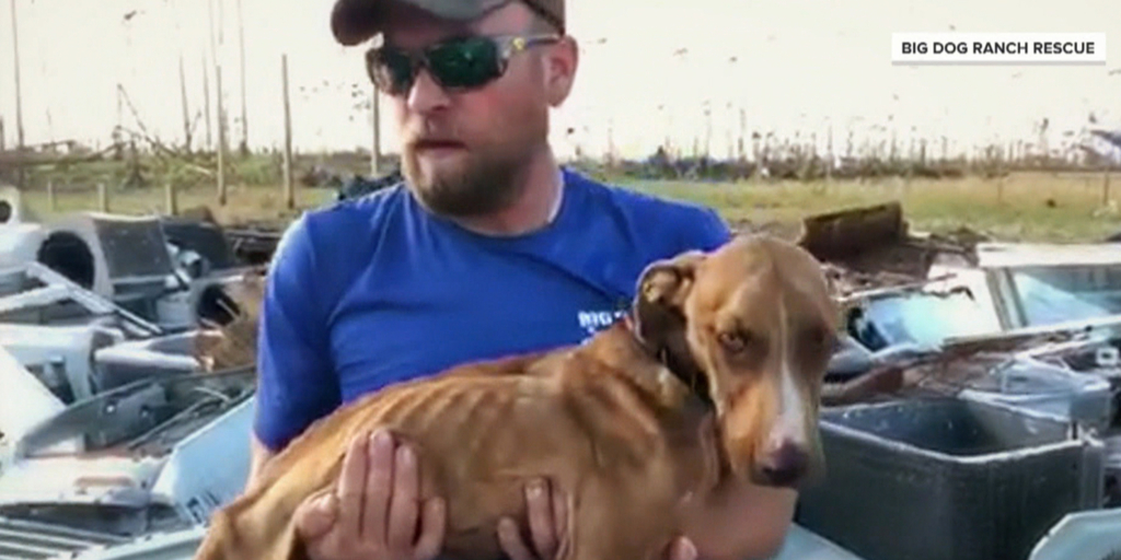 A dog named, later named “Miracle”, is rescued from the Bahamas after being buried in rubble for three weeks after Hurricane Dorian hit. Photo: Big Dog Ranch Rescue