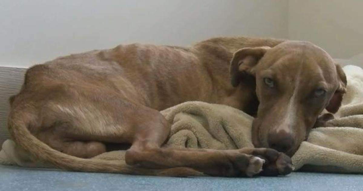 A dog who survived Hurricane Dorian recovers on 7 October 2019 at Big Dog Ranch Rescue in West Palm Beach, Florida and is being called a “miracle” in the Bahamas. The people who rescued the dog have named him Miracle because he survived underneath rubble for about a month. Photo: WPEC-TV