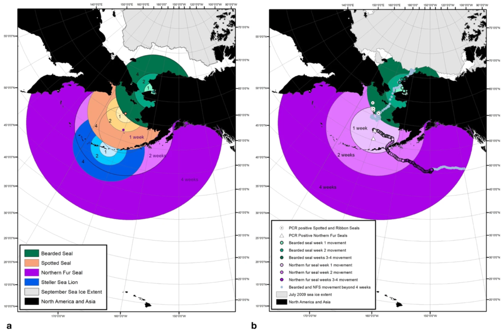(a) Estimated distances animals can travel during the Phocine distemper virus (PDV) latent and infectious period (1 week, 2 weeks, and 4 weeks) illustrating the areas where viral transmission could occur, based on median travel speeds calculated for satellite-tagged bearded seals (green circles), spotted seals (orange), Steller sea lions (blue), and northern fur seals (purple). (b) Recorded tracks of a PDV seropositive bearded seal followed in July 2009 and a seropositive northern fur seal followed in November 2010 shown with sympatric PCR positive spotted seals, ribbon seals, and northern fur seals sampled 2009–2010. Sea ice is shown at its minimum extent in September (panel a) and retreating the following July after reaching a maximum winter extent (panel b). Graphic: VanWormer, et al., 2019 / Scientific Reports