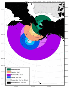 (a) Estimated distances animals can travel during the Phocine distemper virus (PDV) latent and infectious period (1 week, 2 weeks, and 4 weeks) illustrating the areas where viral transmission could occur, based on median travel speeds calculated for satellite-tagged bearded seals (green circles), spotted seals (orange), Steller sea lions (blue), and northern fur seals (purple). (b) Recorded tracks of a PDV seropositive bearded seal followed in July 2009 and a seropositive northern fur seal followed in November 2010 shown with sympatric PCR positive spotted seals, ribbon seals, and northern fur seals sampled 2009–2010. Sea ice is shown at its minimum extent in September (panel a) and retreating the following July after reaching a maximum winter extent (panel b). Graphic: VanWormer, et al., 2019 / Scientific Reports