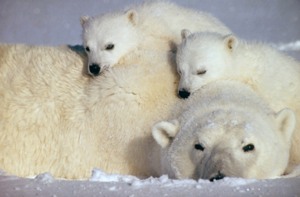 Female polar bear resting with her two cubs. Photo: Dr. Thor S. Larsens / Norwegian Polar Institute