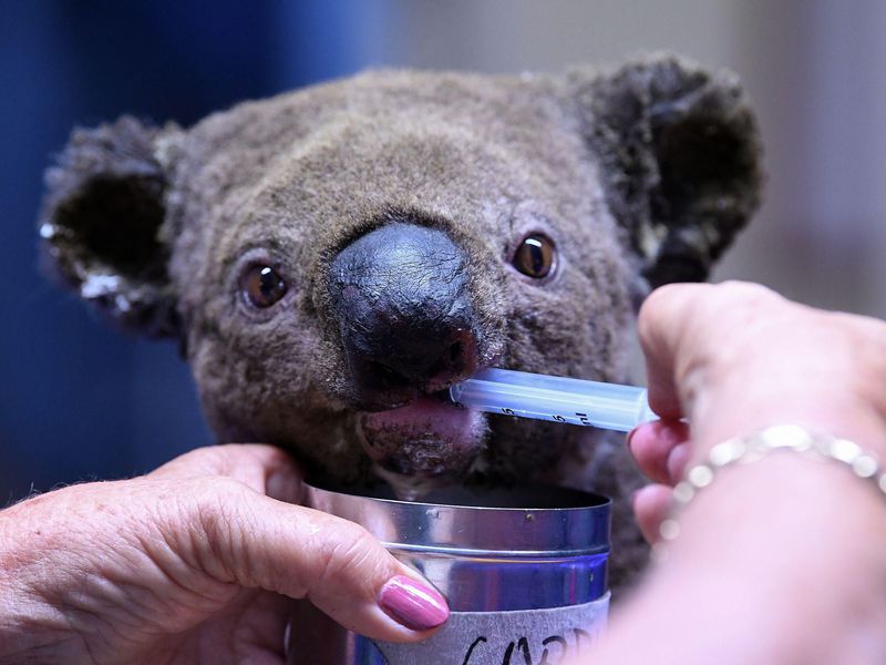 A koala with burns suffered from Australia’s unprecedented early bushfires receives treatment for dehydration at the Port Macquarie Koala Hospital in November 2019. Photo: Saeed Khan / AFP / Getty Images