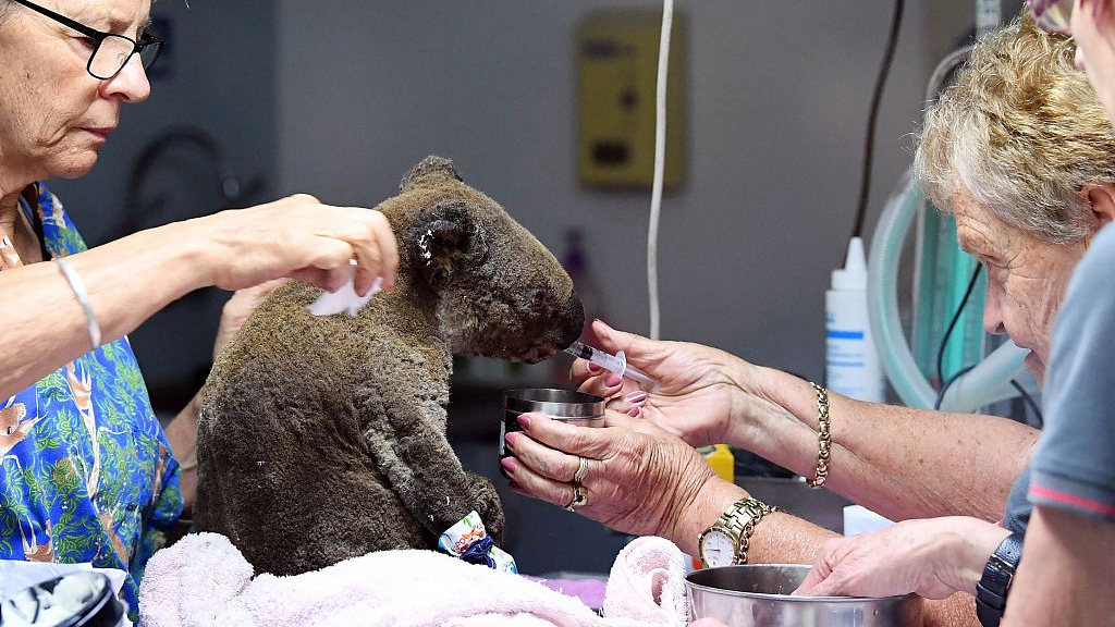 A koala with burns suffered from Australia’s unprecedented early bushfires receives treatment at the Port Macquarie Koala Hospital in November 2019. The Port Macquarie Koala hospital has called in 150 volunteers to deal with injured and dehydrated koalas when normally it can only fill up to 40 koalas. Photo: VCG Photo