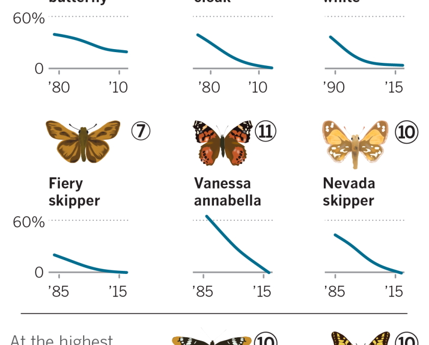 Likelihood of observing various butterfly species in California, 1980-2015. Graphic: Shaffer Grubb / Los Angeles Times