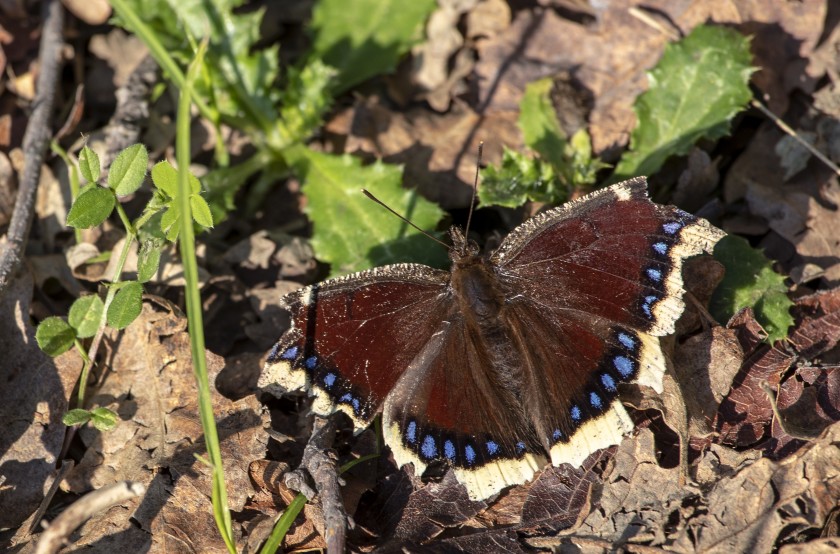 A mourning cloak butterfly sits on a pile of leaves in Gates Canyon near Vacaville, California. Photo: Brian van der Brug / Los Angeles Times