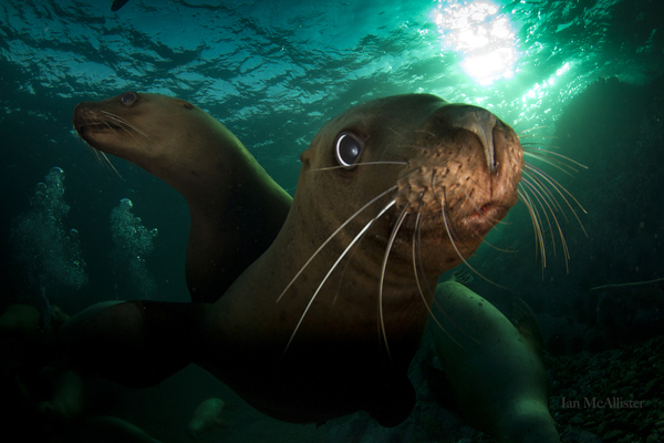 Steller sea lions swim in the waters along the coast of British Columbia. Photo: Ian McAllister