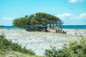 Wild cows lounge on North Carolina’s Cedar Island in May 2019. On 6 September 2019, Hurricane Dorian blasted the island with Category 1 force winds and rain, creating what locals described as a “mini tsunami”. The low-lying marshlands were soon inundated with an estimated eight feet of water, and the cows were swept out to sea by the storm surge. They got lucky when they washed up at Cape Lookout National Seashore. Photo: Paula O'Malley Photography