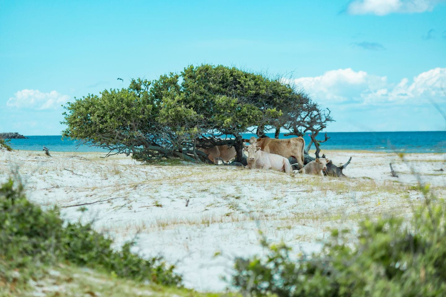 Wild cows lounge on North Carolina’s Cedar Island in May 2019. On 6 September 2019, Hurricane Dorian blasted the island with Category 1 force winds and rain, creating what locals described as a “mini tsunami”. The low-lying marshlands were soon inundated with an estimated eight feet of water, and the cows were swept out to sea by the storm surge. They got lucky when they washed up at Cape Lookout National Seashore. Photo: Paula O'Malley Photography