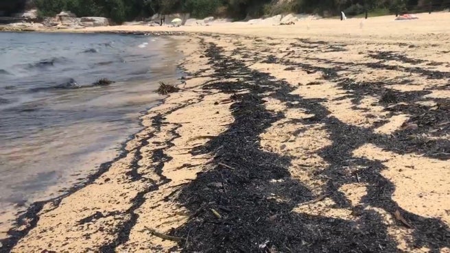 Ash and burned debris from bushfires in New South Wales wash ashore at Malabar Beach, one of the lesser-known beaches in Randwick, on 7 December 2019. Photo: Bill Code