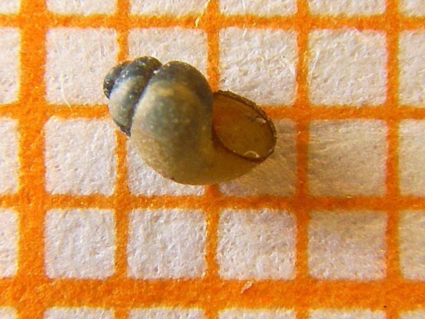 The extent snail, Bythinella reyniesii, which looks similar in appearance to other Bythinella snails. Five species of Bythinella snails were declared extinct by the IUCN in 2010. Photo: Dieter Schmitt / Wikimedia Commons