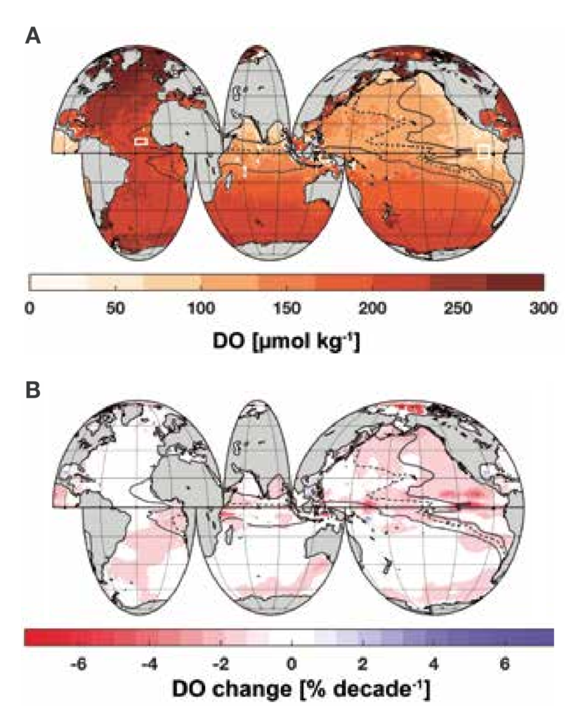 Top: Global ocean top-to-bottom oxygen inventory (colour coded) with lines indicating boundaries of oxygen-minimum zones (OMZs), dash-dotted regions with less than 80 µmol kg-1 oxygen anywhere within the water column; dashed lines and solid lines similarly represent regions with less than 40 µmol kg-1 oxygen and 20 µmol kg-1 oxygen respectively. Bottom: Change in dissolved oxygen per decade in % for the time period 1960 to 2010, based on Schmidtko et al. (2017). Areas 5°N-5°S, 105°-115°W and 10°-14°N, 20°-30°W used here are marked in white in A). Graphic: Laffoley and Baxter, 2019 / IUCN