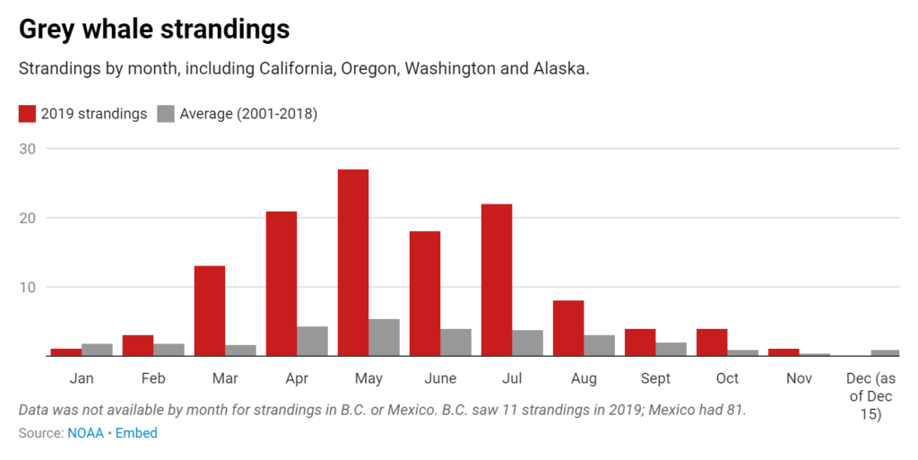 Grey whale strandings by month in 2019 compared with 2001-2018 averages. Data include California, Oregon, Washington, and Alaska. Data not available by month for strandings in B.C. or Mexico. B.C. saw 11 strandings in 2019; Mexico had 81. Graphic: NOAA / CBC News
