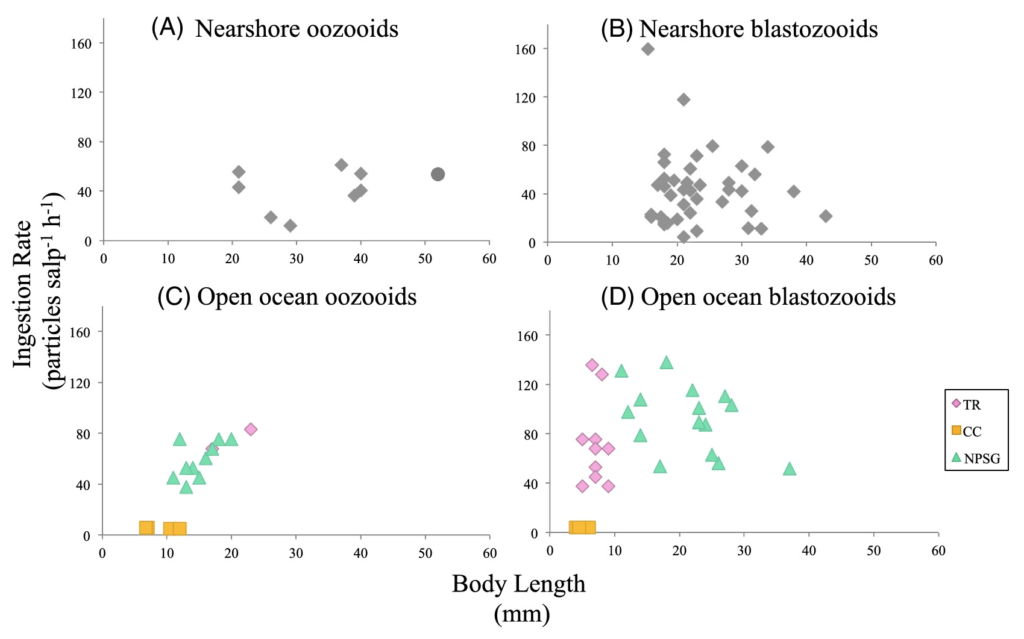 Ingestion rate of microplastics plotted against body length of salps, obtained from epifluorescence microscopy of salp gut contents, and separated by salp life history stage and sampling region. For the nearshore oozoid (A) and blastozooid (B) salps, all species are Cyclosalpa affinis except one Salpa aspera (circle). For the open ocean oozoid (C) and blastozooid (D) salps, TR = transition region, CC = California Current, and NPSG = North Pacific Subtropical Gyre. Graphic: Brandon, et al., 2019 / ASLO