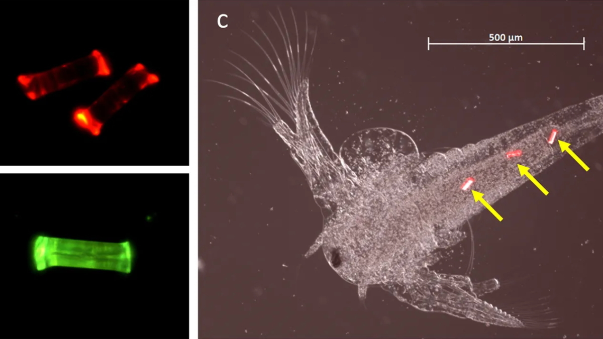 Micrographs showing microplastic particles embedded within a marine organism: (a) fluorescent PET MFs (23 × 100 μm) at 515–560 nm excitation; (b) fluorescent PP MF (28 × 100 μm) at 450–490 nm excitation; (c) fluorescent Nylon MFs (10 × 40 μm; yellow arrows) in the intestinal tract of a 50 h.p.f. brine shrimp (Artemia sp.), with 515–560 nm fluorescent excitation. Images taken at x25–200 magnification (Zeiss Observer Z1; AxioVision LE). Photo: Cole, 2016 / Scientific Reports