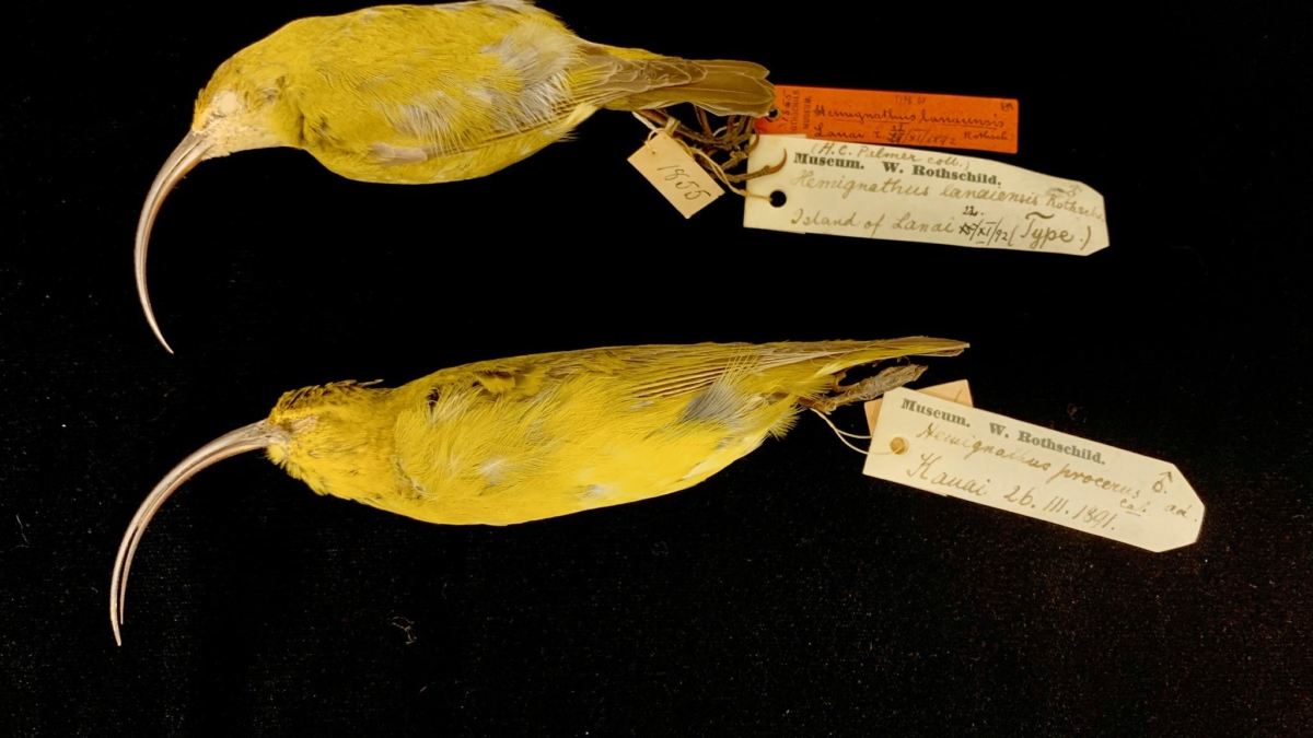 Study skins of the extinct Lana’i and Kaua’i ‘akiaola. Photo: Paul Sweet / AMNH