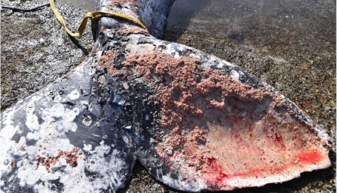 The tail of a male grey whale that stranded near Victoria, B.C. in April 2019, with skin eaten by an infestation of cyamids, or whale lice. Photo: Fisheries and Oceans Canada