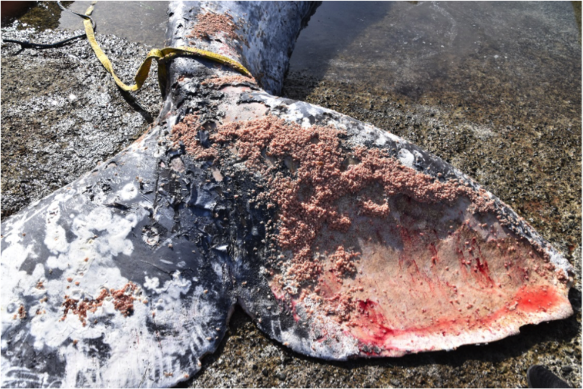 The tail of a male grey whale that stranded near Victoria, B.C. in April 2019, with skin eaten by an infestation of cyamids, or whale lice. Photo: Fisheries and Oceans Canada