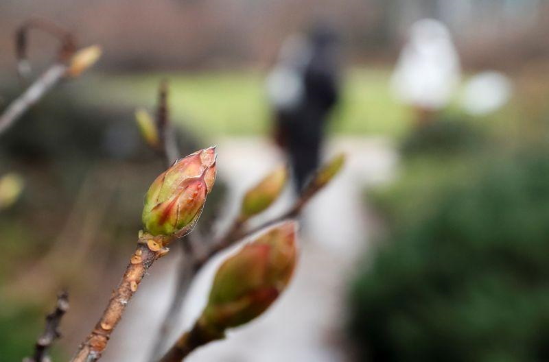 Tree buds in the Apothecary Garden, also known as the Botanic Garden of Moscow State University, in Moscow, Russia, 18 December 2019. Photo: Shamil Zhumatov / REUTERS
