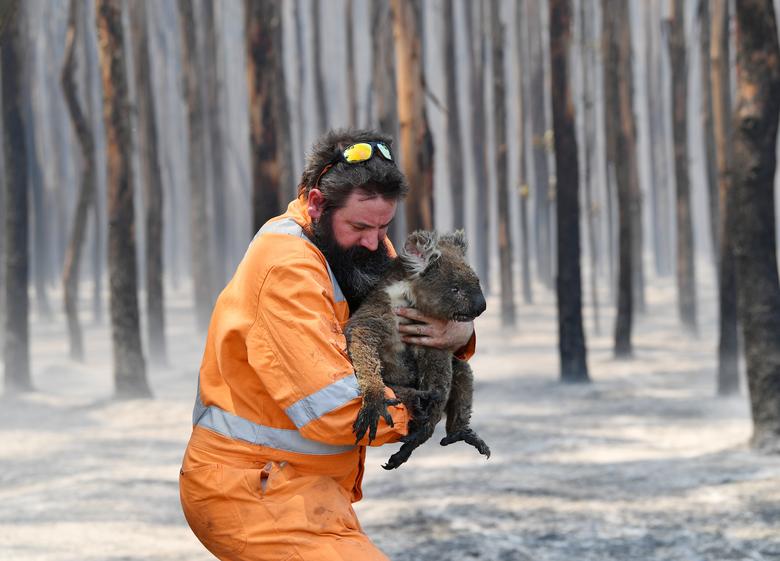 Adelaide wildlife rescuer Simon Adamczyk carries a koala from at a burning forest near Cape Borda on Kangaroo Island, southwest of Adelaide, Australia, 7 January 2020. Photo: David Mariuz / AAP Image / REUTERS