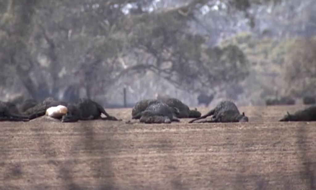 Bodies of dead kangaroos and sheep burned to death by bushfires on Kangaroo Island, 5 January 2020. Photo: ABC / AP