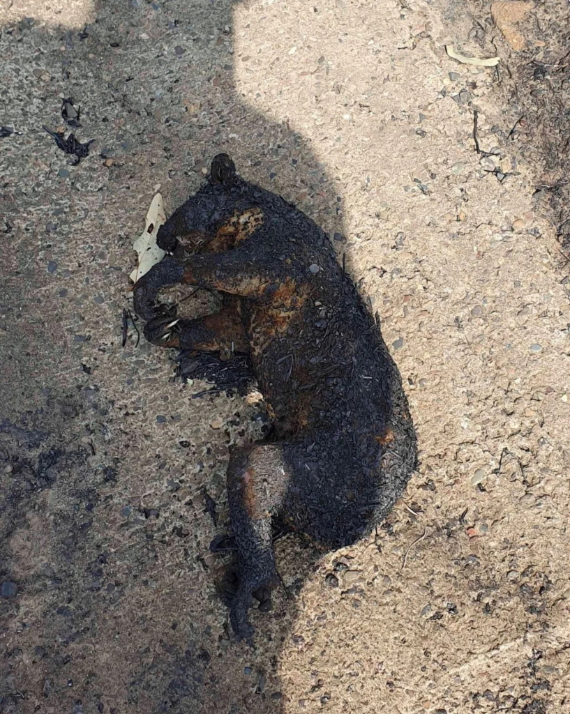 Body of a koala that was incinerated in the Australia bushfires, 2 January 2020. Photo: Caters News Agency / The Sun
