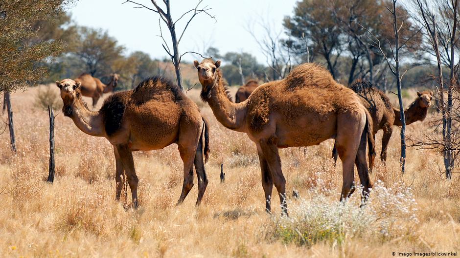 Camels in Australia. Photo: Imago Images / blickwinkel