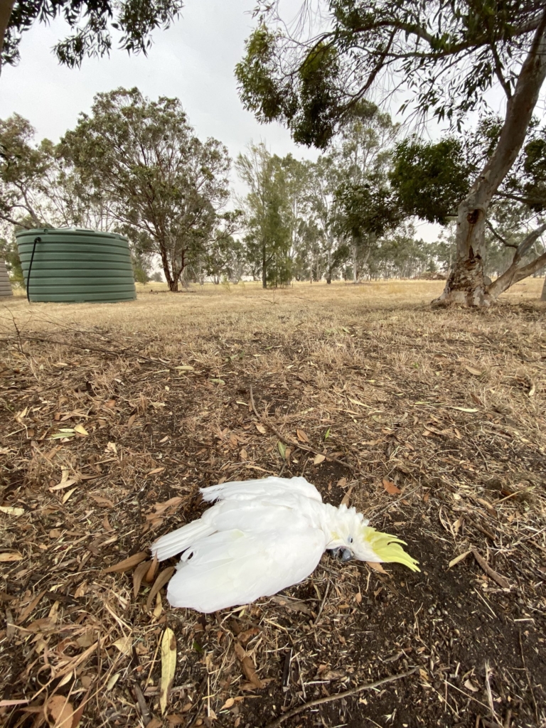 This cockatoo “dropped dead from the sky” from heat stress as Australia temperatures hit 48.9C, 19 December 2019 Photo: Bill Wallace / Twitter