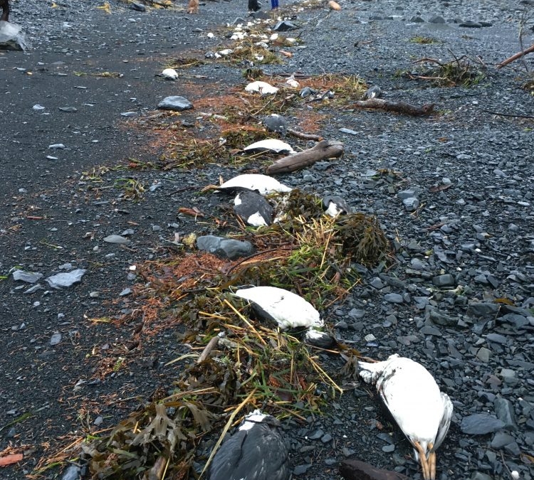 On 1 January 2016 and 2 January 2016, 6,540 common murre carcasses were found washed ashore near Whitter, Alaska, translating into about 8,000 bodies per mile of shoreline — one of the highest beaching rates recorded during the mass mortality event. Photo: David B. Irons