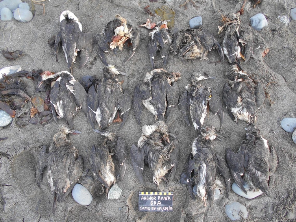 Common murres washing up dead on beaches in the Homer, Alaska, area were so abundant in early 2016 that Coastal Observation and Seabird Survey Team (COASST) beach surveyors were forced to collect and photograph them in batches. Photo: COASST