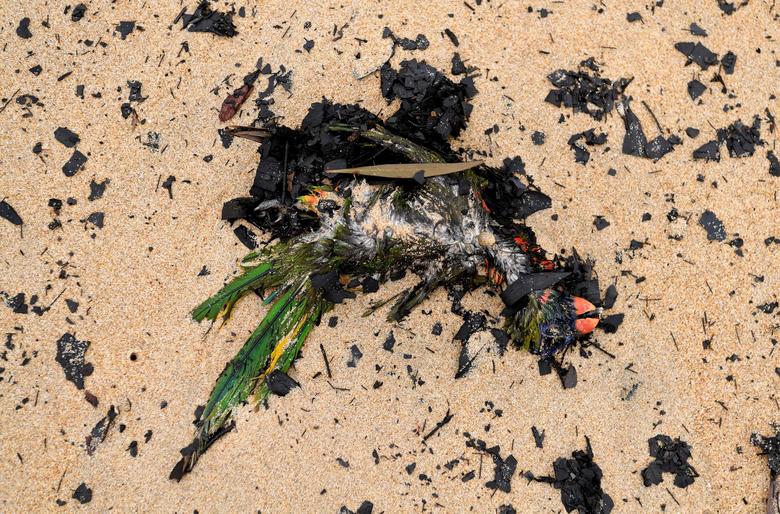 A dead Australian native bird is seen washed up amongst ash and fire debris on Boydtown Beach near the Nullica River in Eden, Australia, 7 January 2020. Photo: Tracey Nearmy / REUTERS
