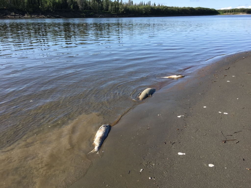 Dead chum salmon line the shore of the Koyukuk River in July 2019. Photo: Stephanie Quinn-Davidson