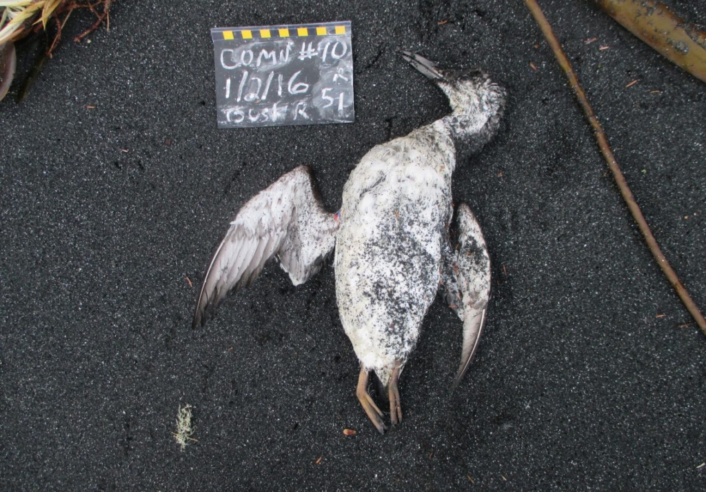 A recently dead common murre found by a citizen scientist on a routine monthly survey in January 2016. An intact, fresh bird indicates scavengers have not yet arrived. This carcass has probably only been on the beach a few hours. Photo: COASST