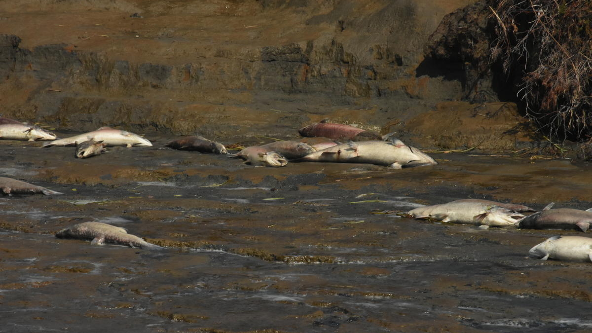 Dead salmon on the shores of the Ugashik, Alaska in July 2019. More than 100,000 fish in Bristol Bay were killed by heat stress in 2019. Photo: Birch Block