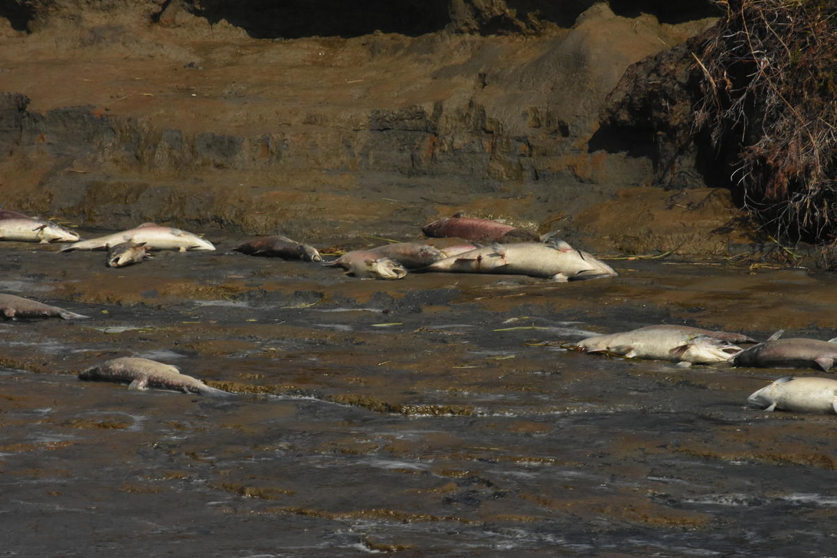Dead salmon on the shores of the Ugashik, Alaska in July 2019. More than 100,000 fish in Bristol Bay were killed by heat stress in 2019. Photo: Birch Block