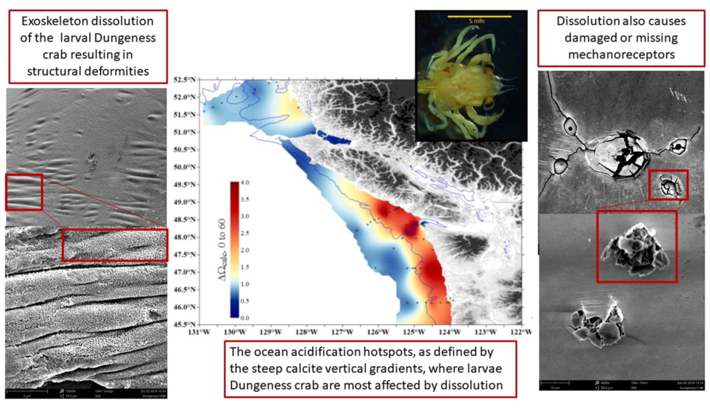 Exoskeleton dissolution of larval Dungeness crab (Metacarcinus magister) caused by coastal ocean acidification. Graphic: Bednaršek, et al., 2020 / Science of the Total Environment