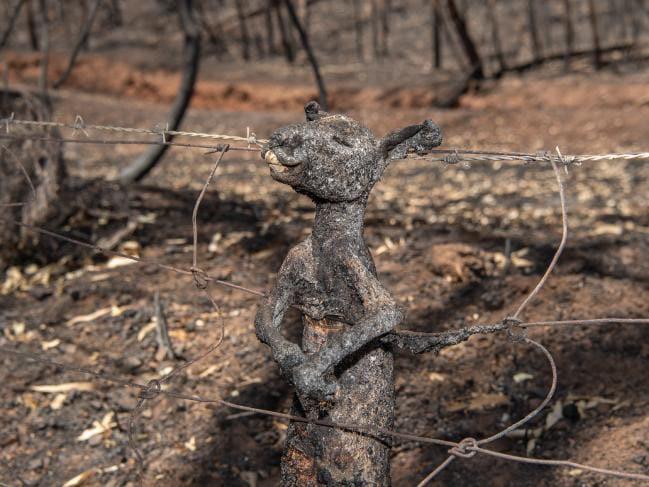 A joey that died trying to escape the Australia bushfires was caught in a fence and incinerated, 3 January 2020. Photo: Dr. Lauren O’Connor / Twitter