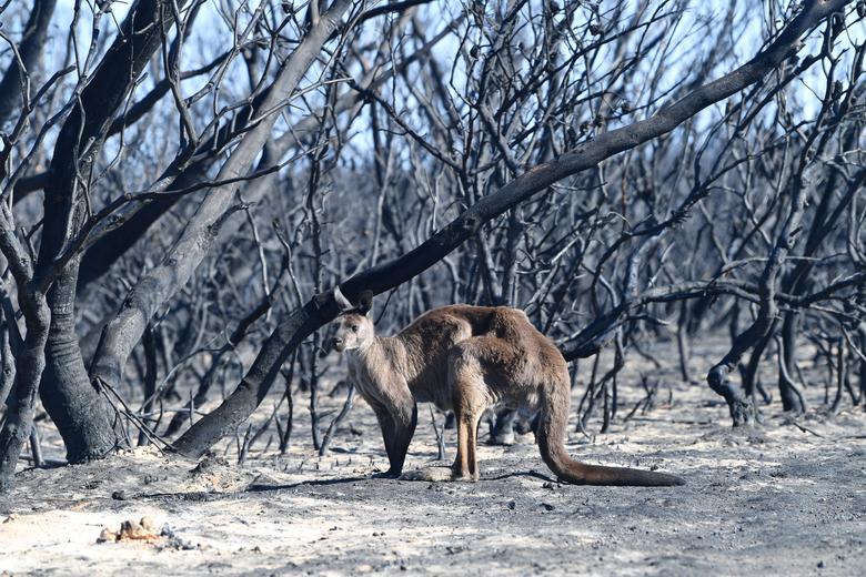 A kangaroo is seen at the Flinders Chase National Park in a bushfire-destroyed area on Kangaroo Island, southwest of Adelaide, Australia, 7 January 2020. Photo: David Mariuz / AAP Image / REUTERS