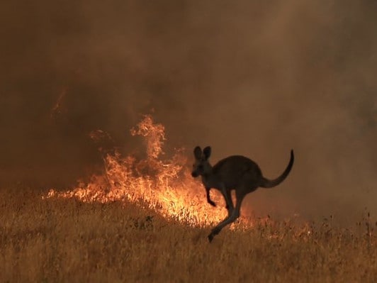 A kangaroo flees bushfire in New South Wales, 1 January 2020. Photo: News.com.au