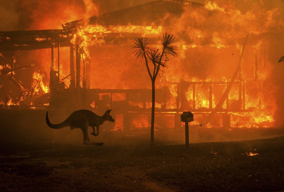 A kangaroo rushes past a burning house on 31 December 2019 in Conjola, on the South Coast of New South Wales, Australia. Photo: Matthew Abbott / The New York Times / Redux / Eyevine