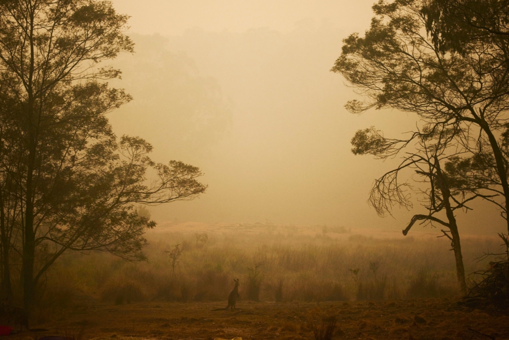 A kangaroo that survived the bushfires at the Raymond Island Koala and Wildlife Shelter in Waterholes, Australia stands in front of smoky skies. Photo: Christina Simons / The New York Times