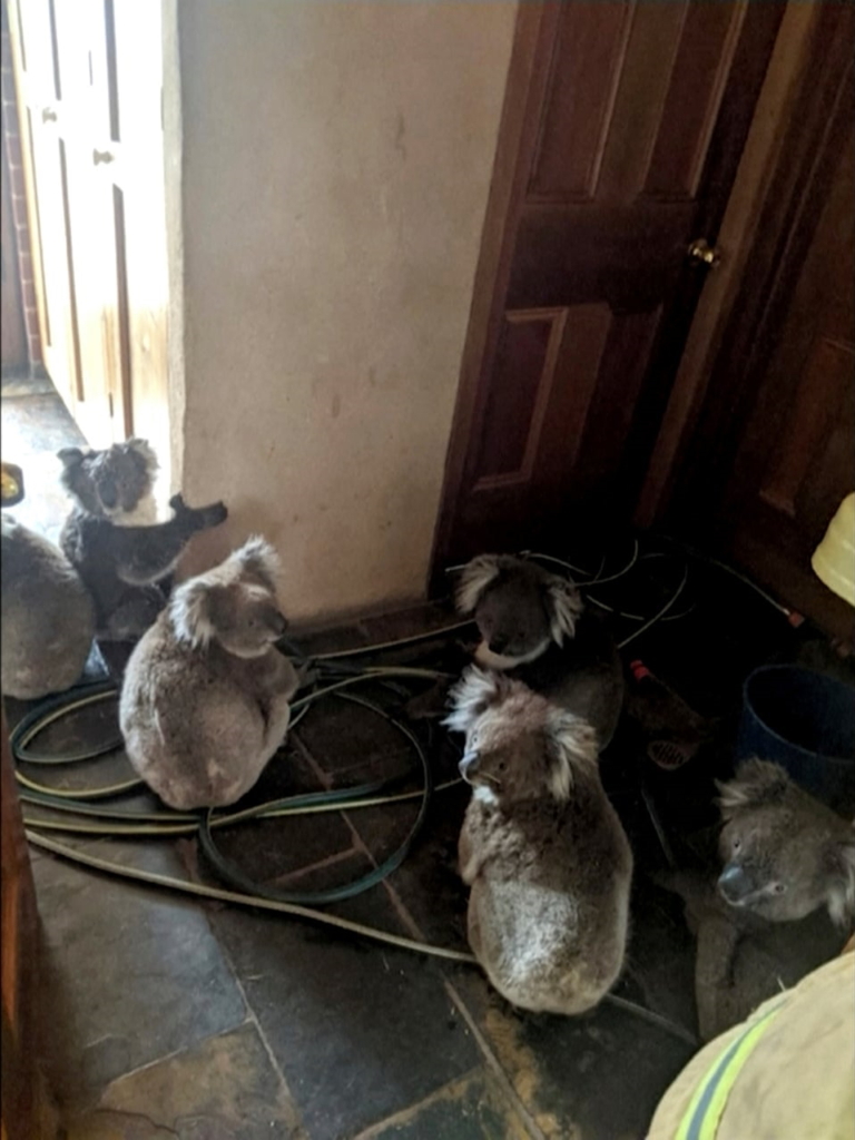 Koalas take refuge inside a home in Cudlee Creek, South Australia, after being rescued from fires in a garden, 20 December 2019. Photo: Adam Mudge / AP