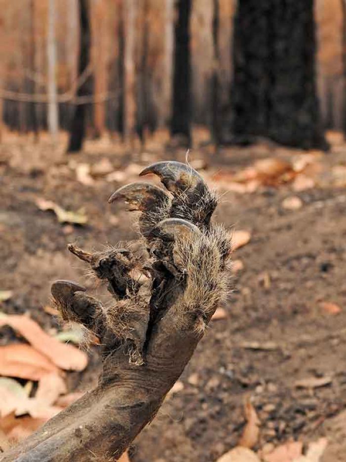 A large male koala was found killed by the fire at Braemer State Forest in Rappville, New South Wales, 30 October 2019. Photo: Hugh Nicholson